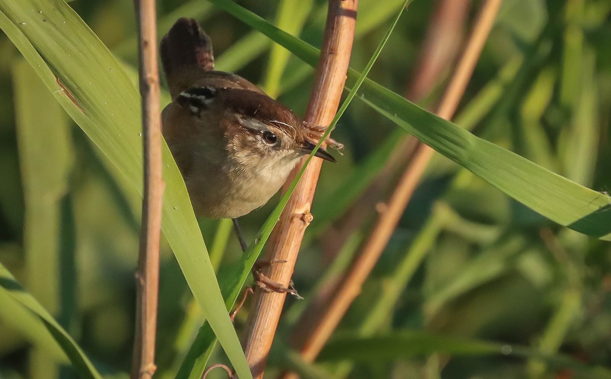 Marsh Wren - ML611692701