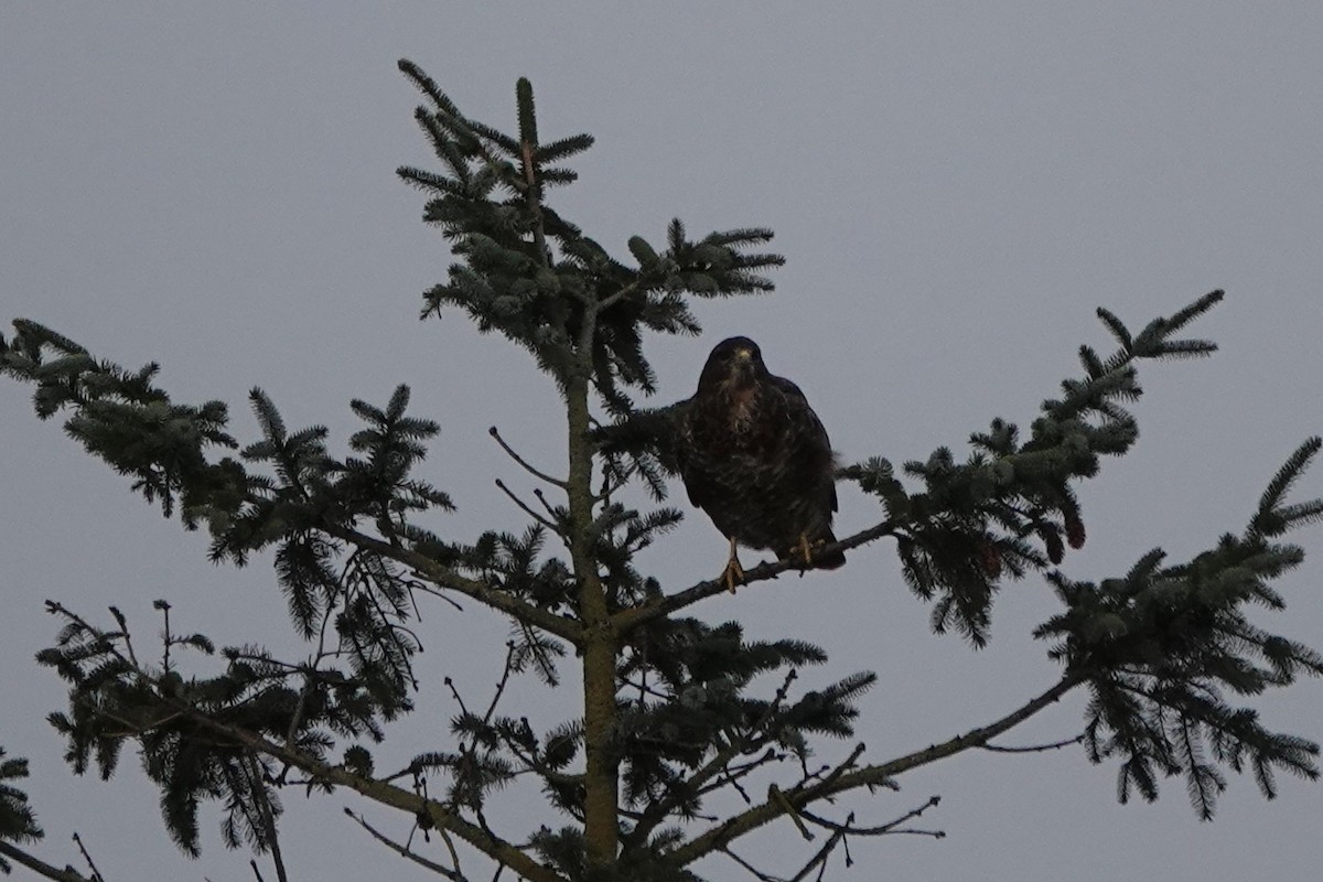 Common Buzzard - Christopher Carlson