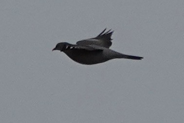 Common Wood-Pigeon - Christopher Carlson