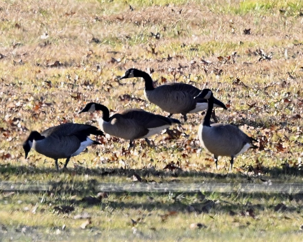 Canada Goose - ML611692983