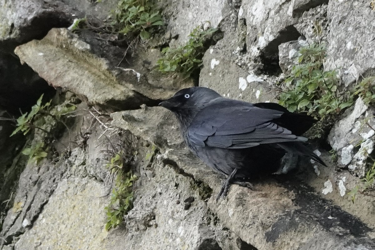 Eurasian Jackdaw - Christopher Carlson