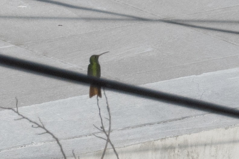 kolibřík yukatanský - ML611693024