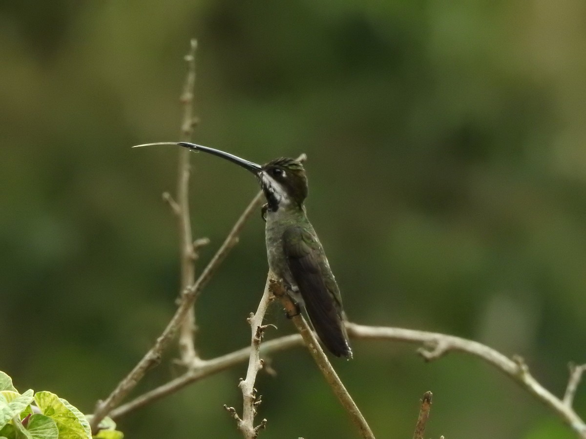 Long-billed Starthroat - Edier Rojas parra