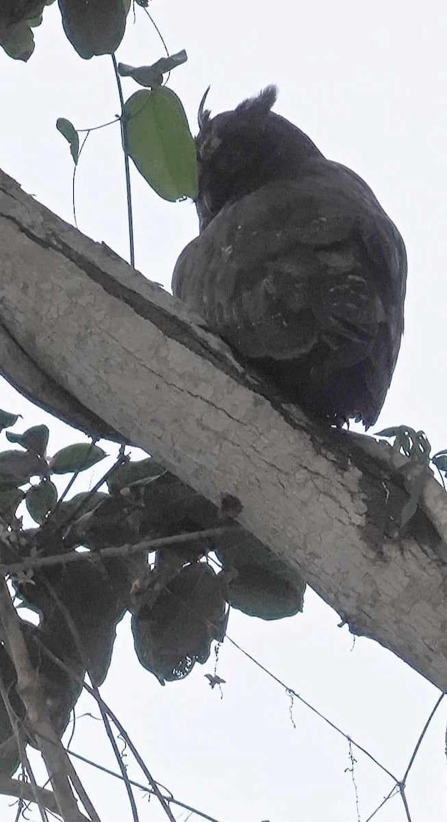 Stygian Owl - ML611693156