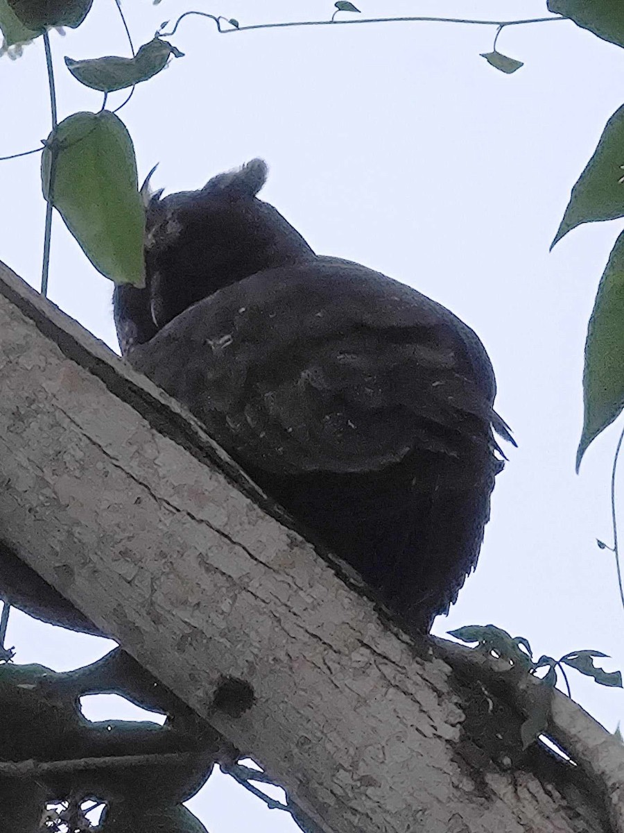 Stygian Owl - ML611693157