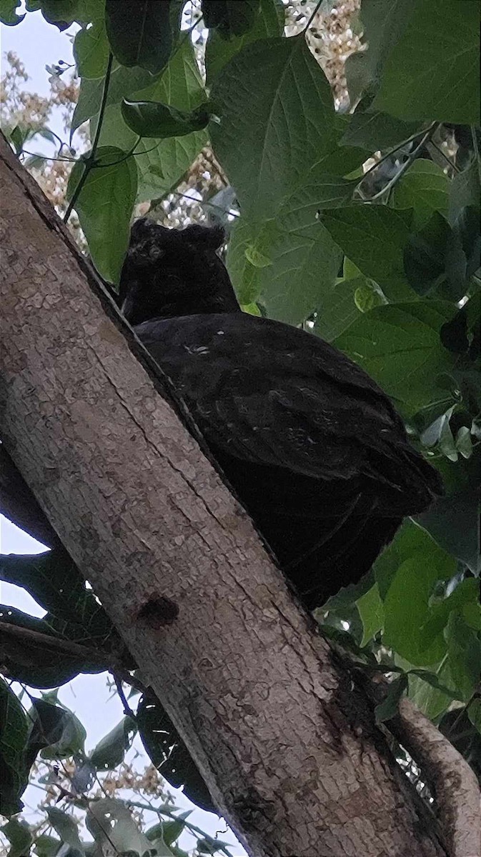 Stygian Owl - ML611693158