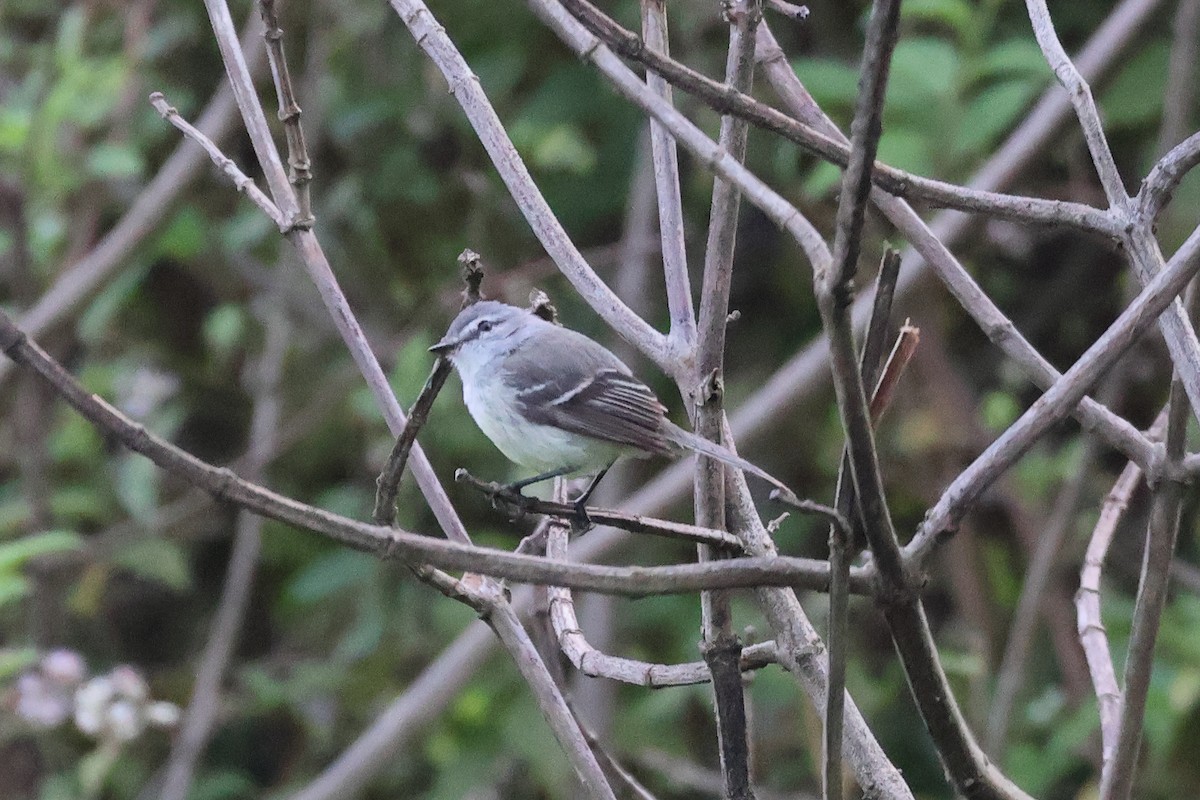 White-crested Tyrannulet (Sulphur-bellied) - ML611693303