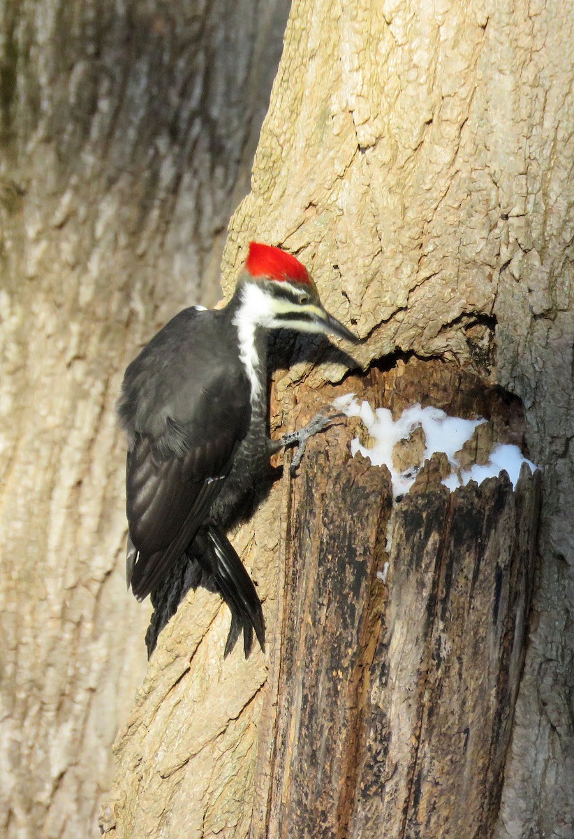 Pileated Woodpecker - ML611693333