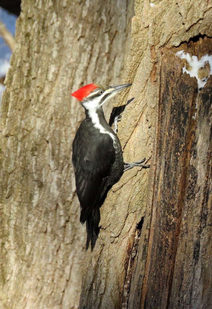Pileated Woodpecker - ML611693334
