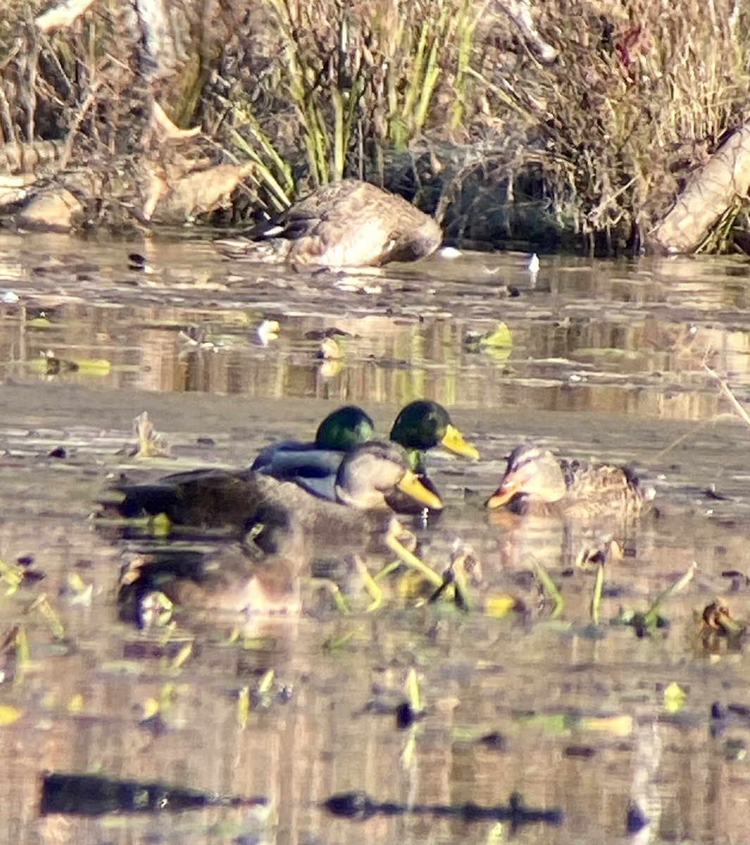 American Black Duck - ML611693617