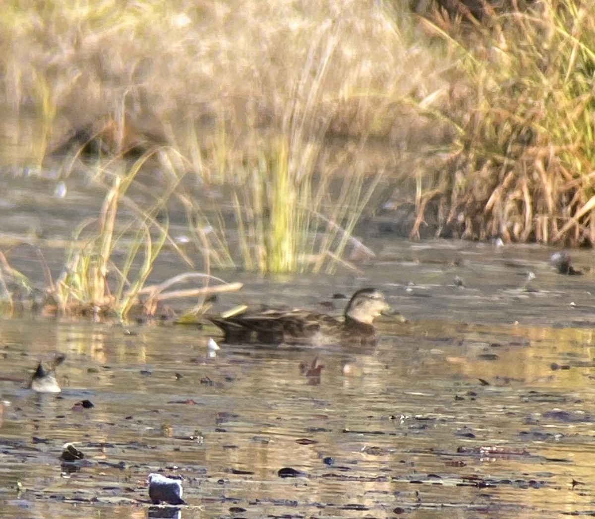 American Black Duck - ML611693618