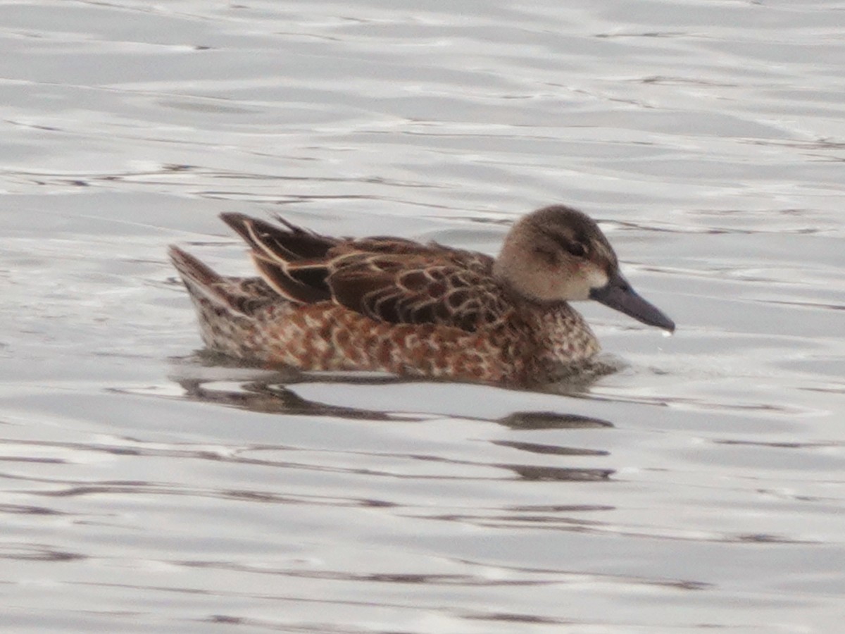 Blue-winged Teal - ML611693655