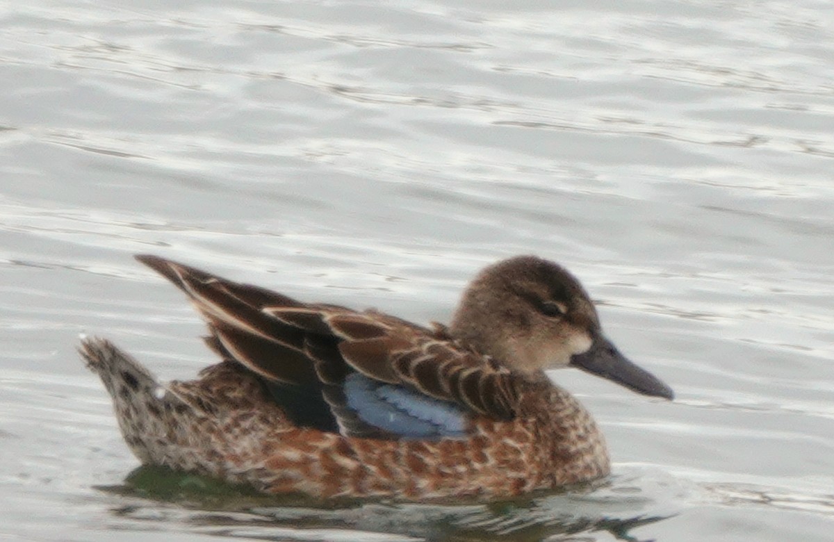 Blue-winged Teal - ML611693656