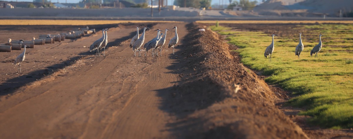 Sandhill Crane - ML611693723