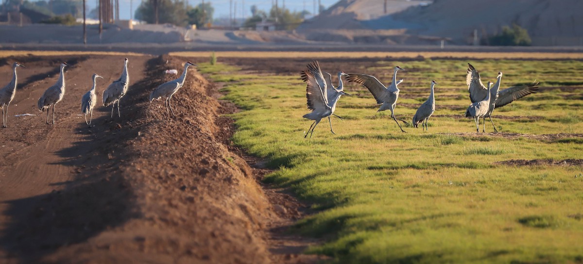 Sandhill Crane - ML611693729