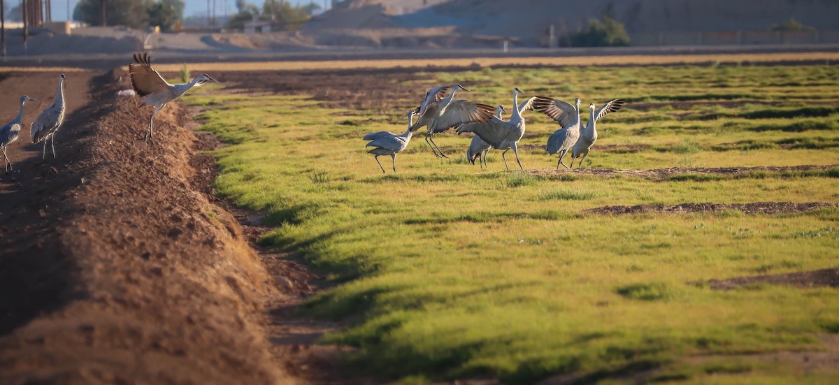 Sandhill Crane - ML611693733