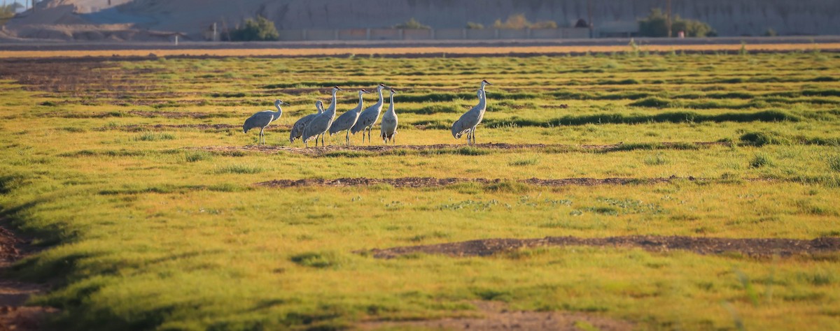 Sandhill Crane - ML611693745