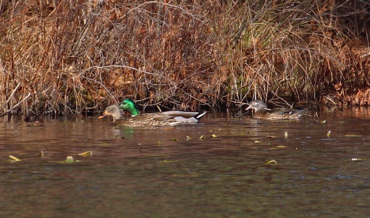 Wood Duck - ML611693803