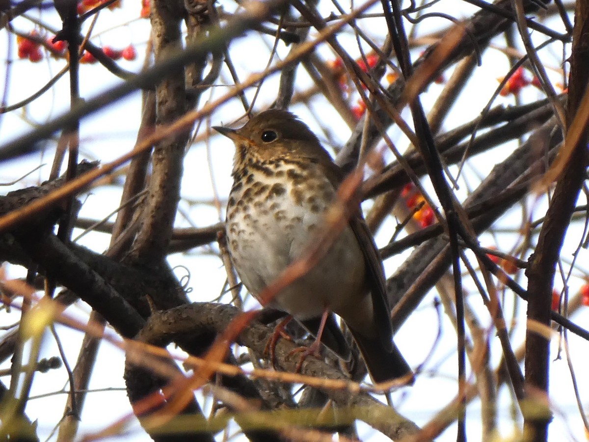 Hermit Thrush - ML611693879