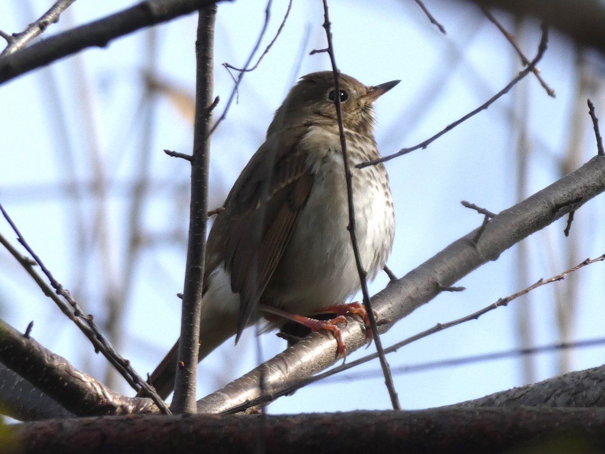 Hermit Thrush - ML611693880