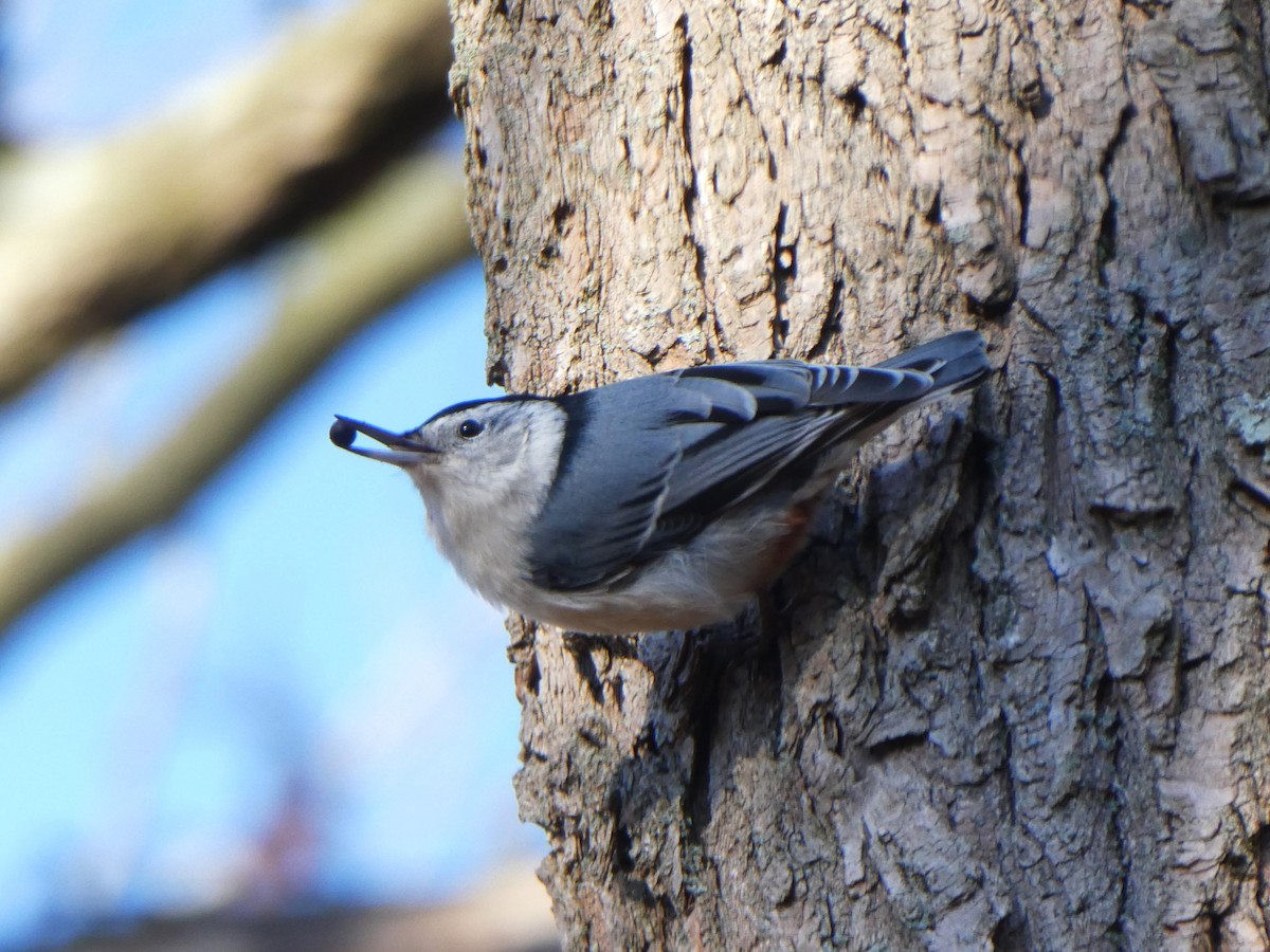 White-breasted Nuthatch - ML611693902