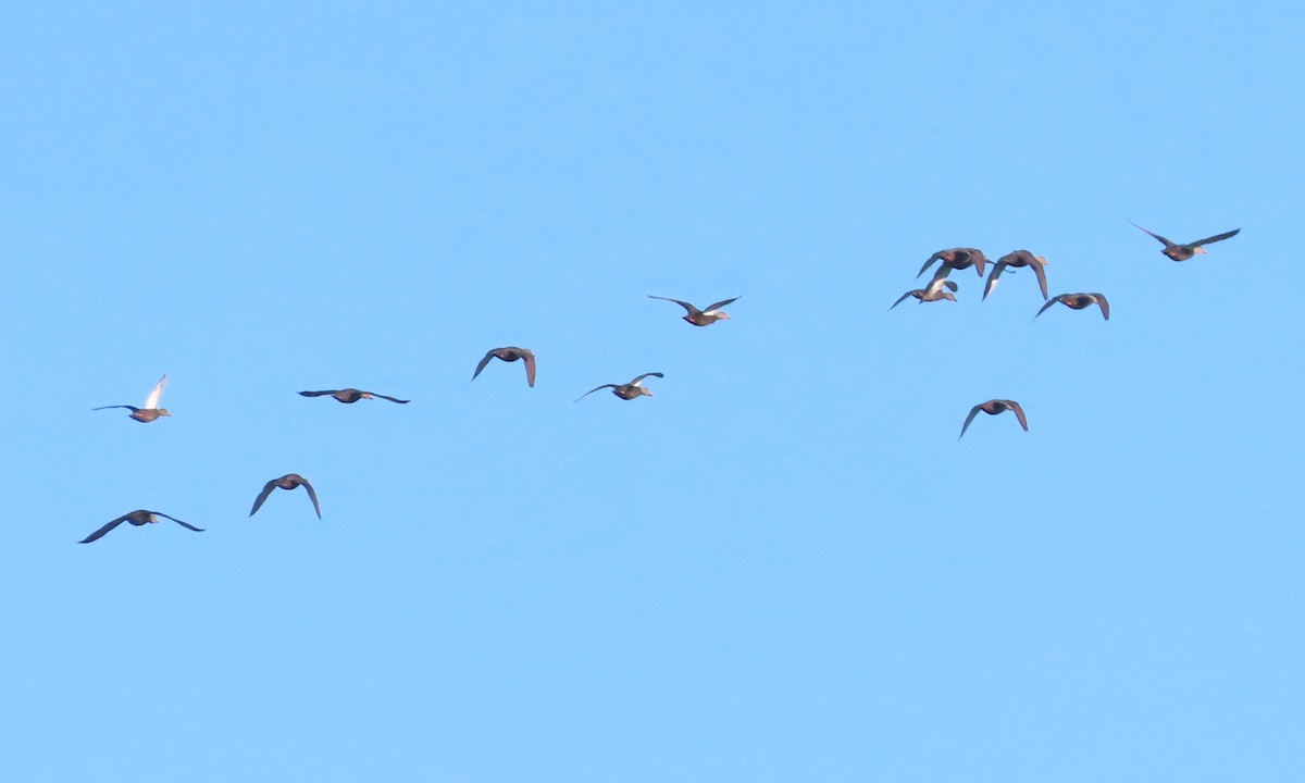 American Black Duck - ML611693913