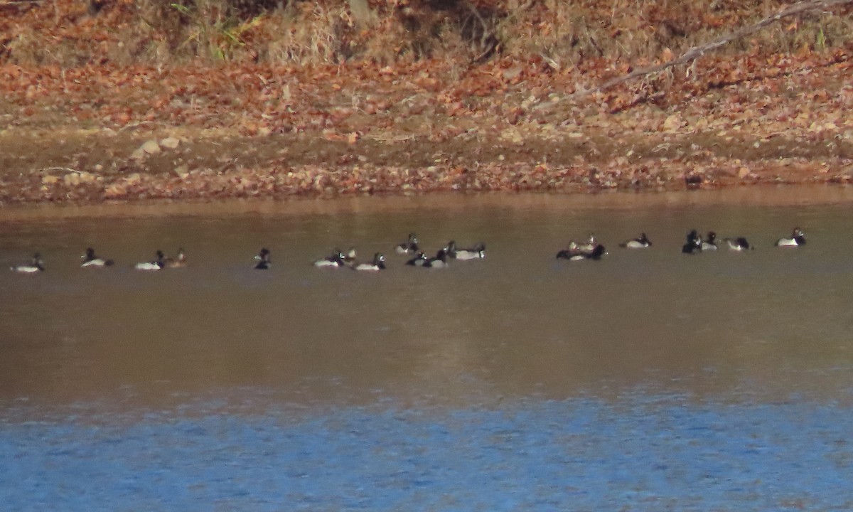 Ring-necked Duck - ML611693927