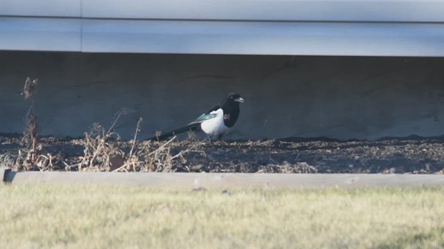 Black-billed Magpie - ML611694049