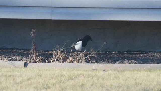 Black-billed Magpie - ML611694065