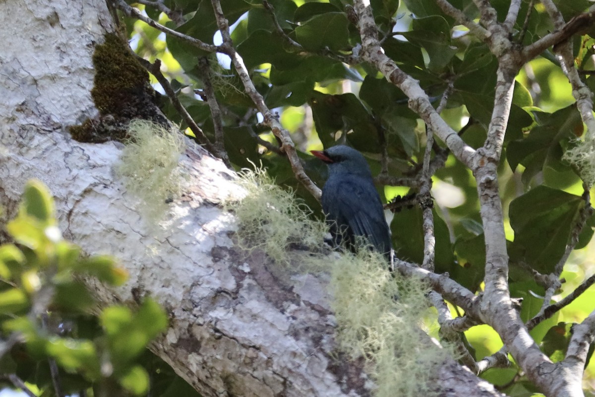 Nuthatch-Vanga - ML611694078