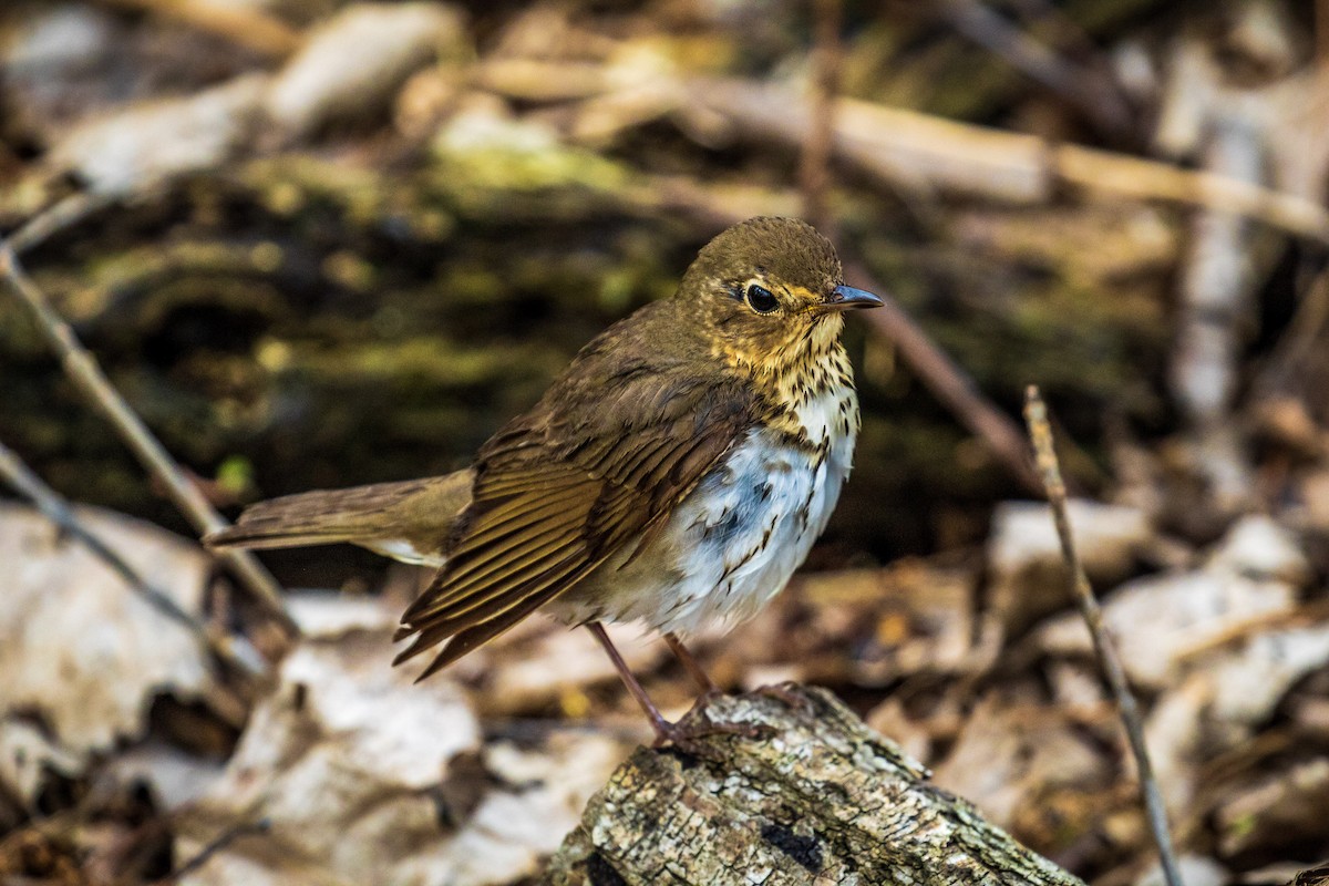 Swainson's Thrush - ML611694155