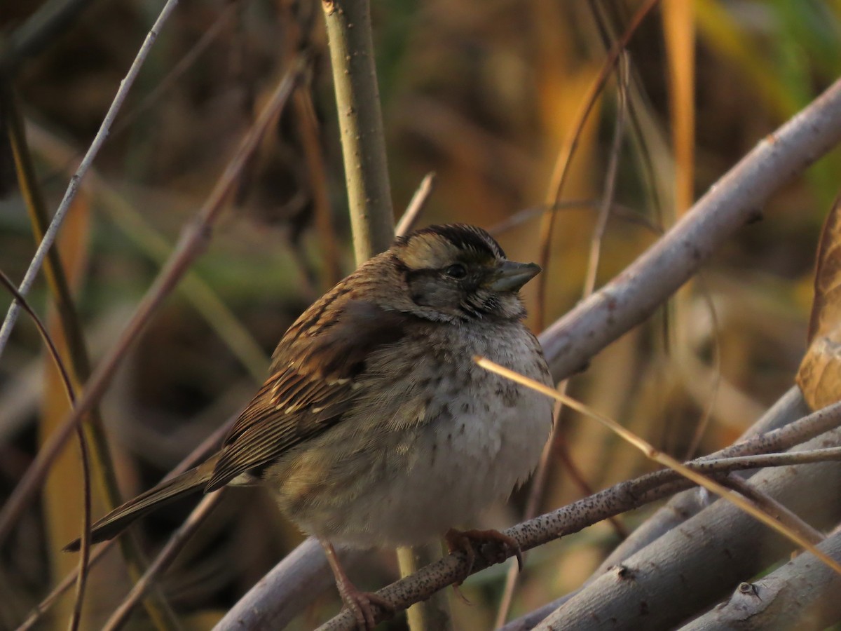 White-throated Sparrow - ML611694160