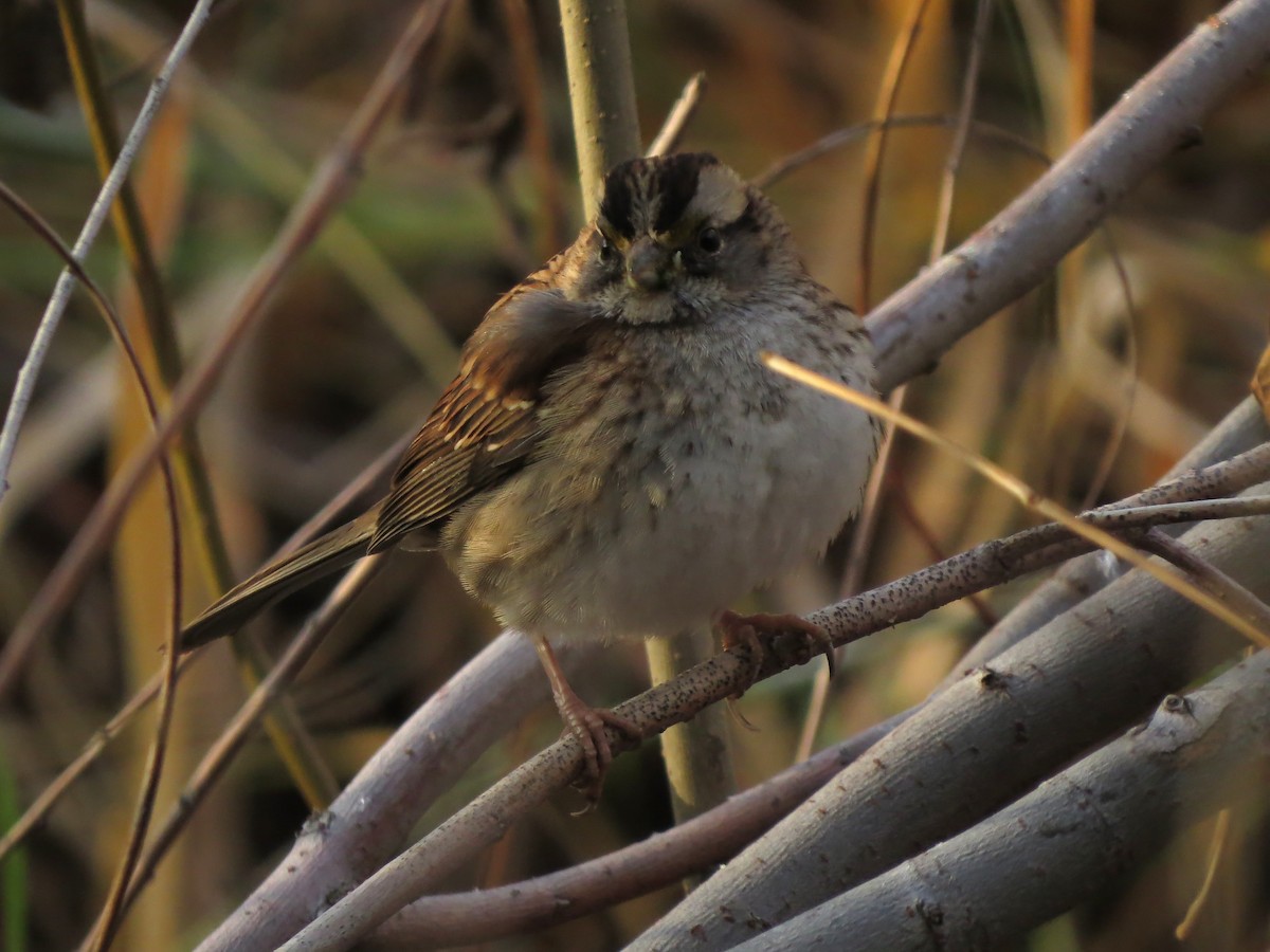White-throated Sparrow - ML611694161