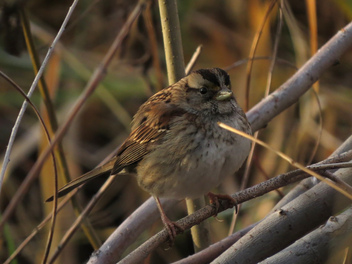 White-throated Sparrow - ML611694162