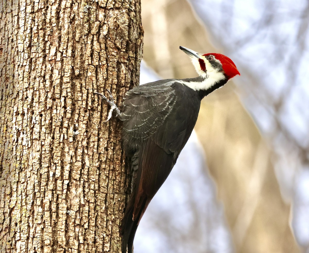 Pileated Woodpecker - ML611694165