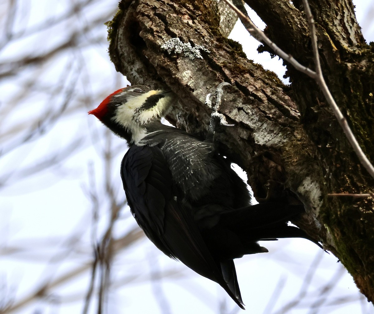 Pileated Woodpecker - ML611694166