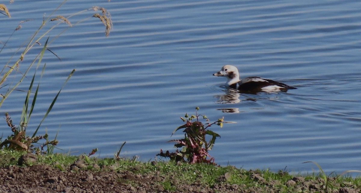 Long-tailed Duck - Richard Petersen