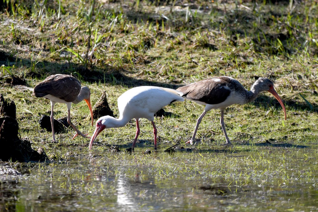 White Ibis - ML611694260