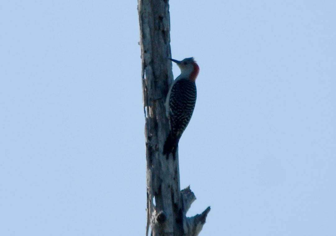 Red-bellied Woodpecker - ML611694270