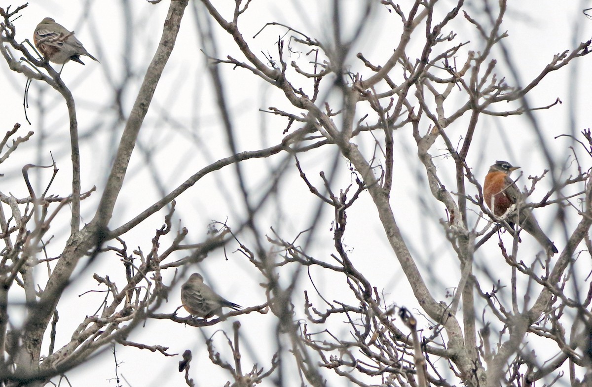 American Robin - ML611694276