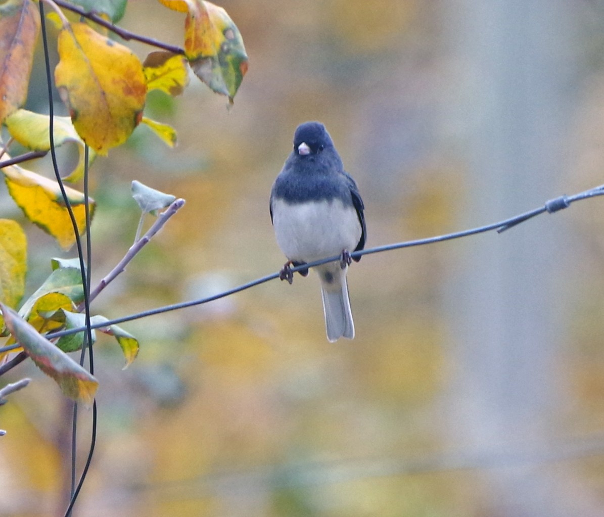 Dark-eyed Junco (Slate-colored) - ML611694320