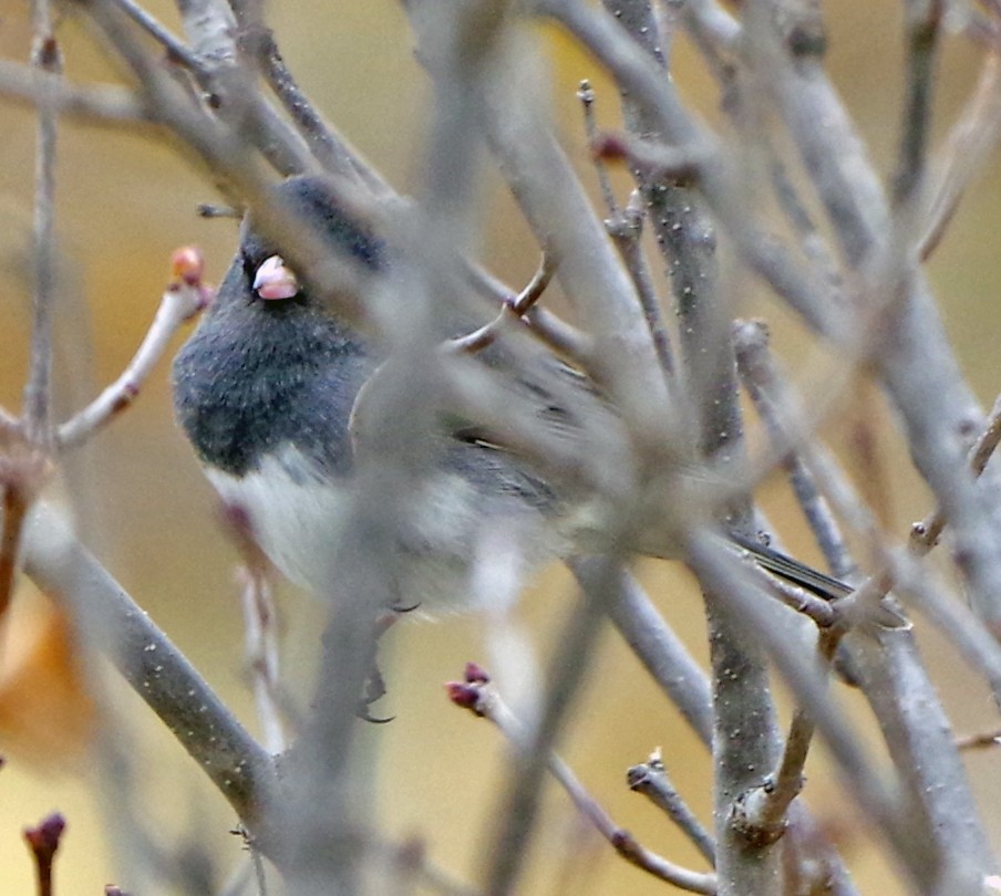 Юнко сірий (підвид hyemalis/carolinensis) - ML611694325