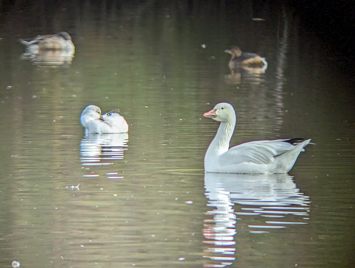 Ross's Goose - Anonymous