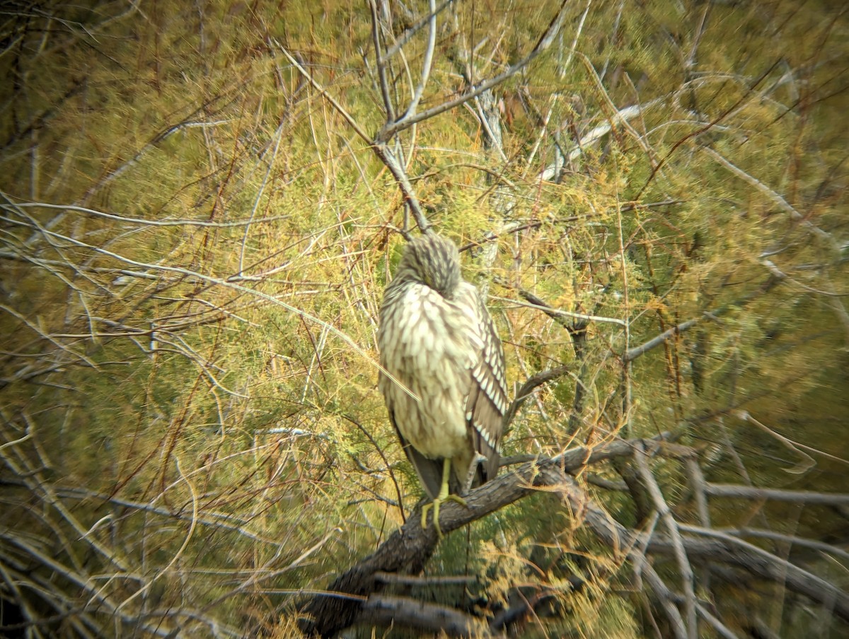 Black-crowned Night Heron - Anonymous