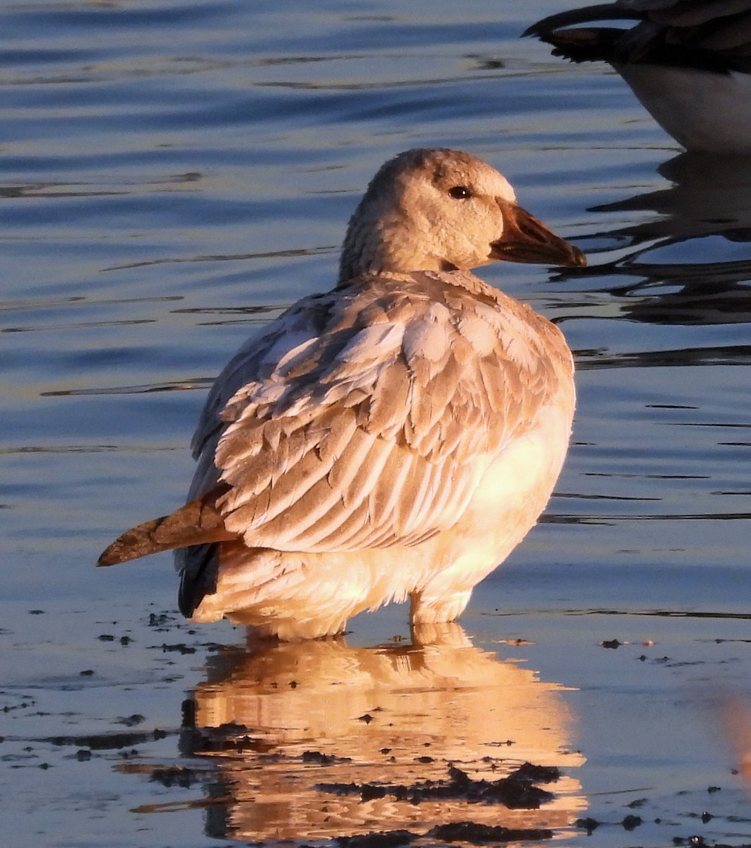 Snow Goose - ML611694403