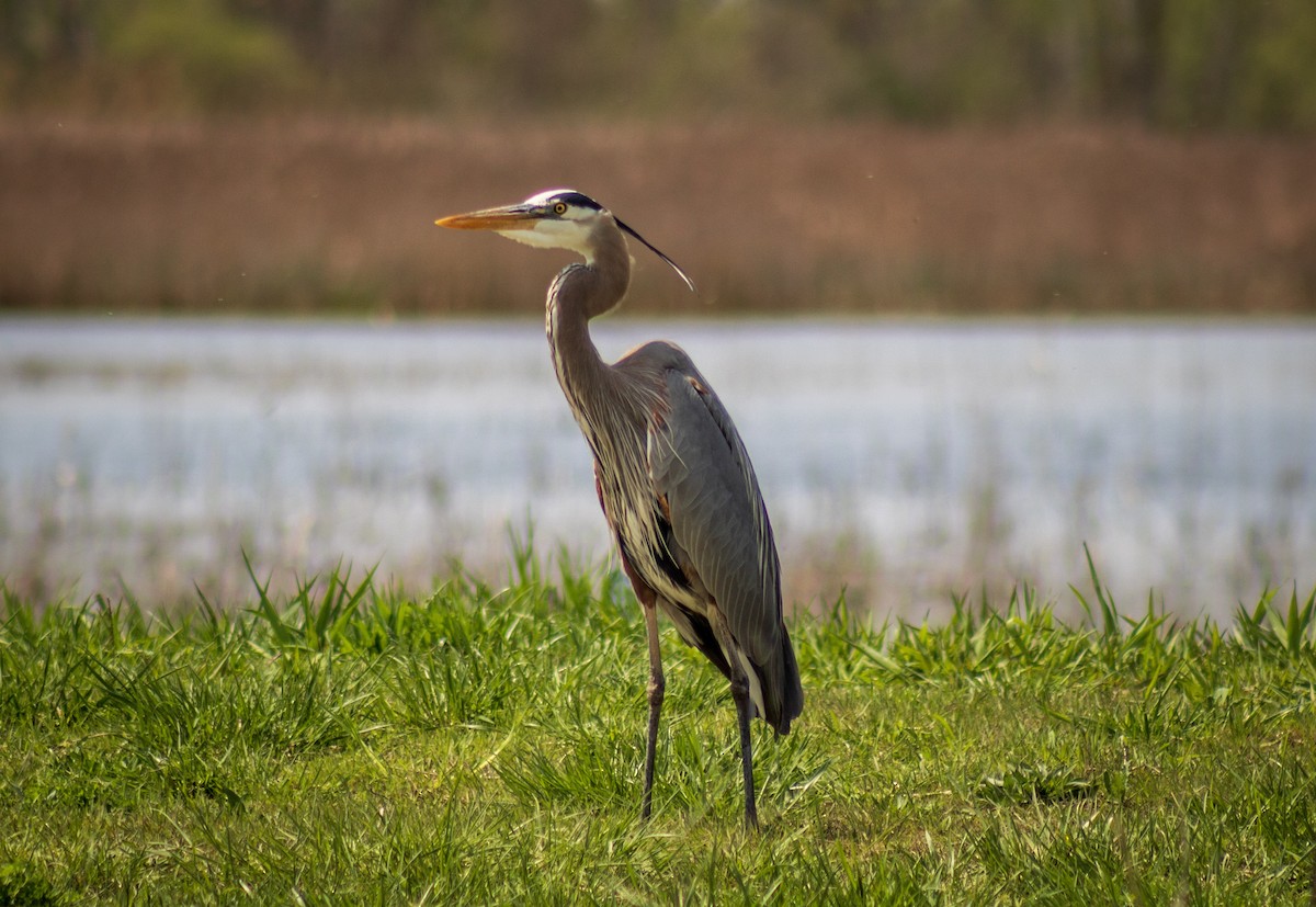 Great Blue Heron - Steven Klingler