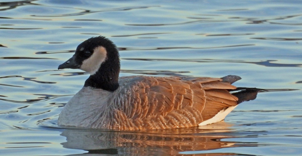 Cackling Goose - Sharon Dewart-Hansen