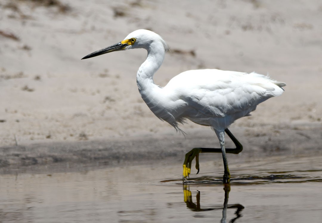 Snowy Egret - ML611694463
