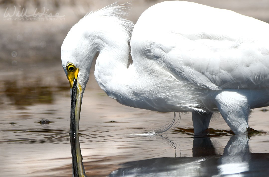 Snowy Egret - ML611694464