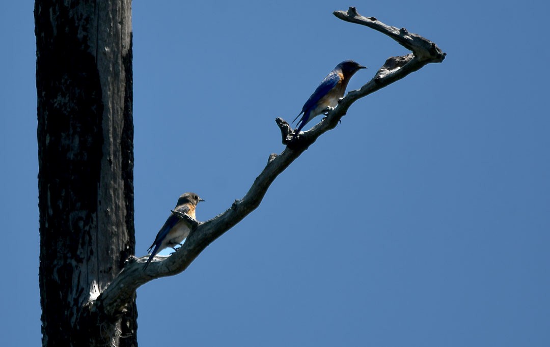 Eastern Bluebird - ML611694473